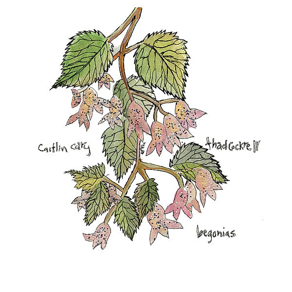 Begonias, Caitlin Cary & Cockrell