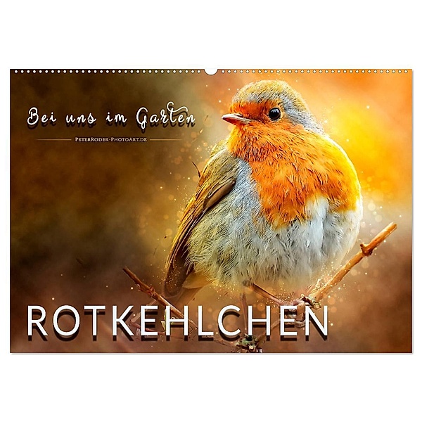 Bei uns im Garten - Rotkehlchen (Wandkalender 2025 DIN A2 quer), CALVENDO Monatskalender, Calvendo, Peter Roder