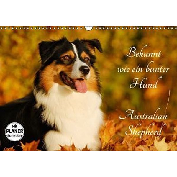 Bekannt wie ein bunter Hund. Australian Shepherd (Wandkalender 2016 DIN A3 quer), Sigrid Starick