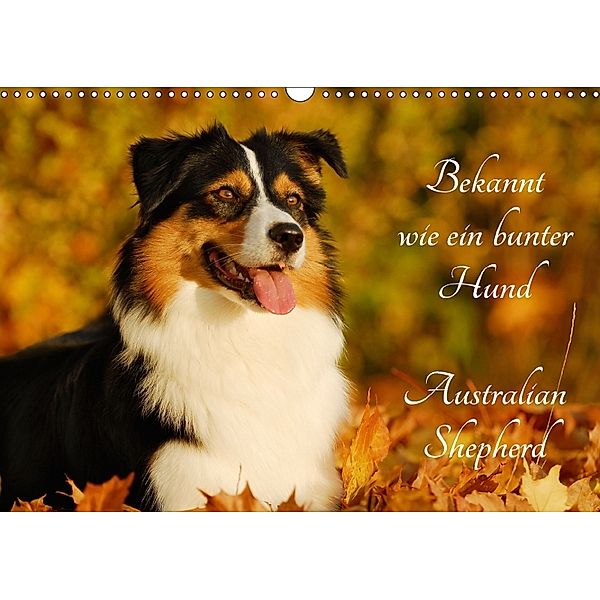 Bekannt wie ein bunter Hund. Australian Shepherd (Wandkalender 2018 DIN A3 quer) Dieser erfolgreiche Kalender wurde dies, Sigrid Starick