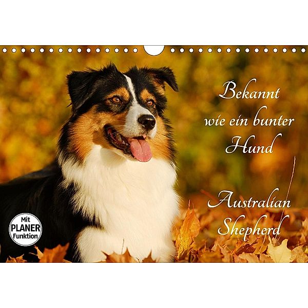 Bekannt wie ein bunter Hund. Australian Shepherd (Wandkalender 2021 DIN A4 quer), Sigrid Starick