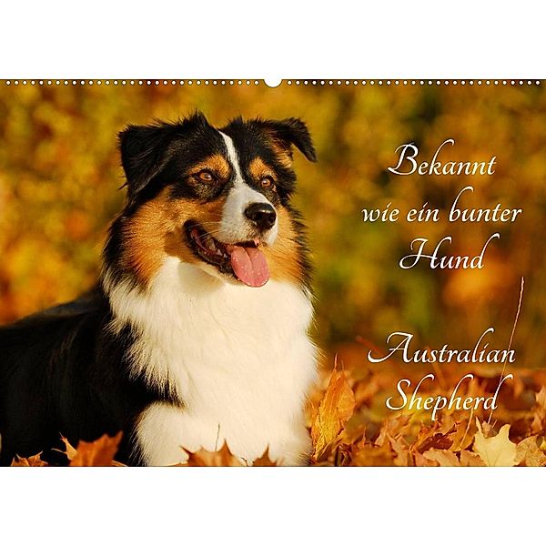 Bekannt wie ein bunter Hund. Australian Shepherd (Wandkalender 2023 DIN A2 quer), Sigrid Starick