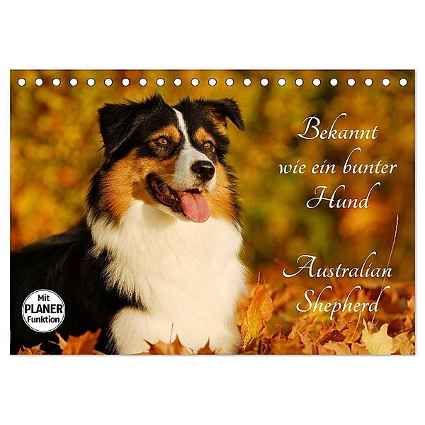 Bekannt wie ein bunter Hund. Australian Shepherd (Tischkalender 2024 DIN A5 quer), CALVENDO Monatskalender, Sigrid Starick