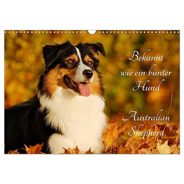 Bekannt wie ein bunter Hund. Australian Shepherd (Wandkalender 2025 DIN A3 quer), CALVENDO Monatskalender, Calvendo, Sigrid Starick