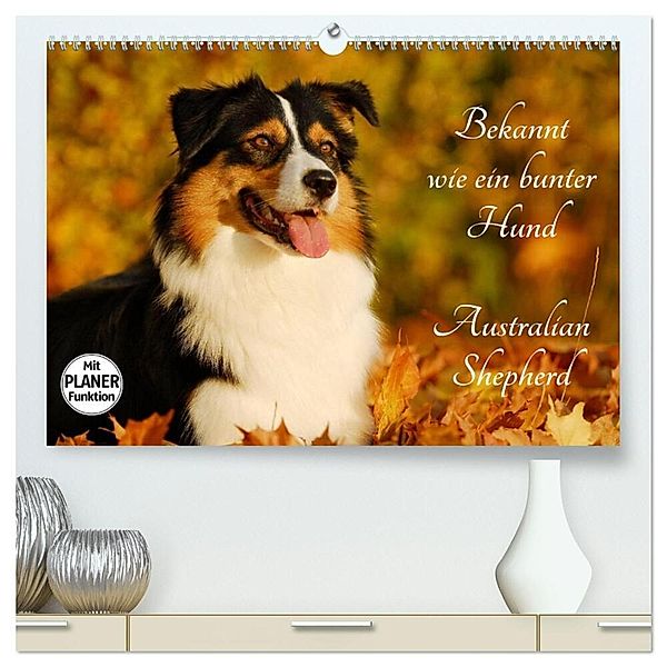 Bekannt wie ein bunter Hund. Australian Shepherd (hochwertiger Premium Wandkalender 2025 DIN A2 quer), Kunstdruck in Hochglanz, Calvendo, Sigrid Starick