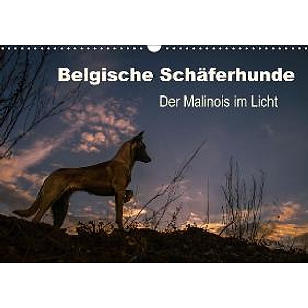 Belgische Schäferhunde - Der Malinois im Licht (Wandkalender 2015 DIN A3 quer), Tanja Brandt