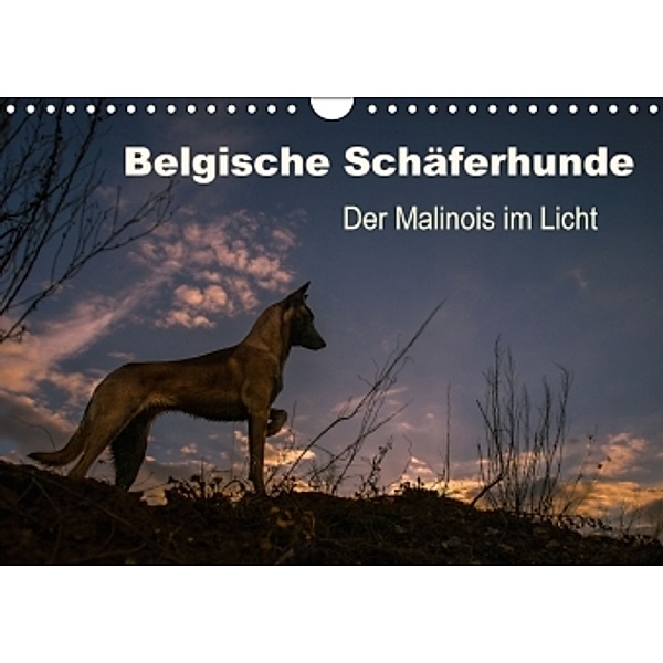 Belgische Schäferhunde - Der Malinois im Licht (Wandkalender 2016 DIN A4 quer), Tanja Brandt