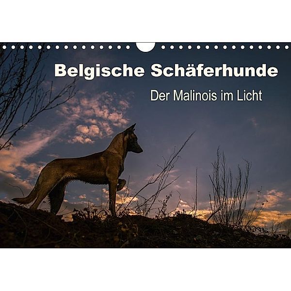 Belgische Schäferhunde - Der Malinois im Licht (Wandkalender 2017 DIN A4 quer), Tanja Brandt