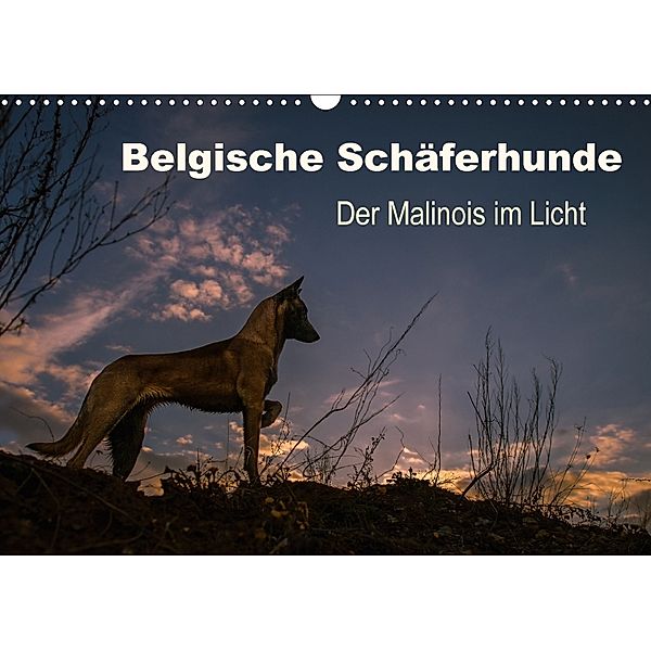 Belgische Schäferhunde - Der Malinois im Licht (Wandkalender 2018 DIN A3 quer), Tanja Brandt