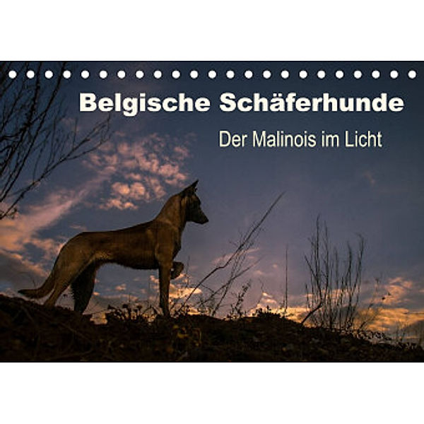 Belgische Schäferhunde - Der Malinois im Licht (Tischkalender 2022 DIN A5 quer), Tanja Brandt