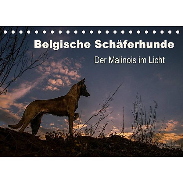 Belgische Schäferhunde - Der Malinois im Licht (Tischkalender 2023 DIN A5 quer), Tanja Brandt