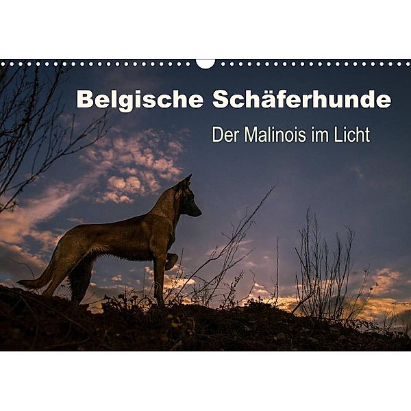 Belgische Schäferhunde - Der Malinois im Licht (Wandkalender 2023 DIN A3 quer), Tanja Brandt