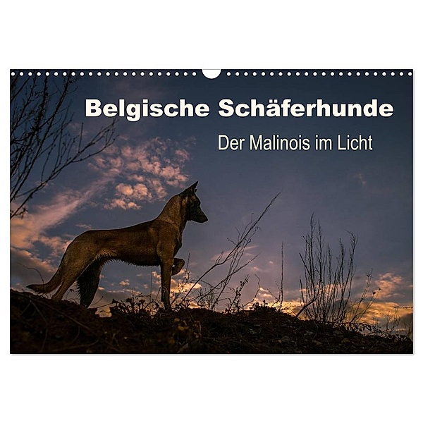 Belgische Schäferhunde - Der Malinois im Licht (Wandkalender 2024 DIN A3 quer), CALVENDO Monatskalender, Tanja Brandt