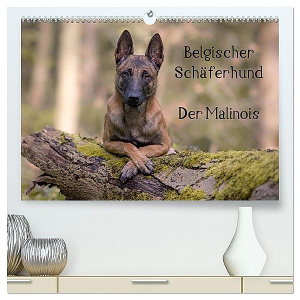 Belgischer Schäferhund - Der Malinois (hochwertiger Premium Wandkalender 2024 DIN A2 quer), Kunstdruck in Hochglanz, Tanja Brandt