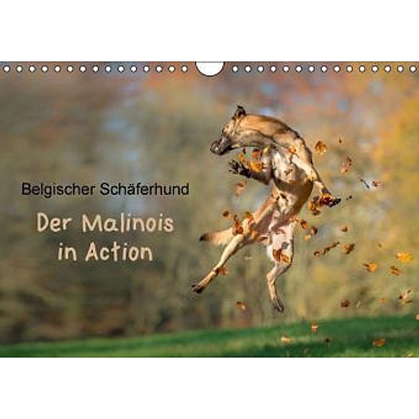 Belgischer Schäferhund - Der Malinois in Action (Wandkalender 2015 DIN A4 quer), Tanja Brandt