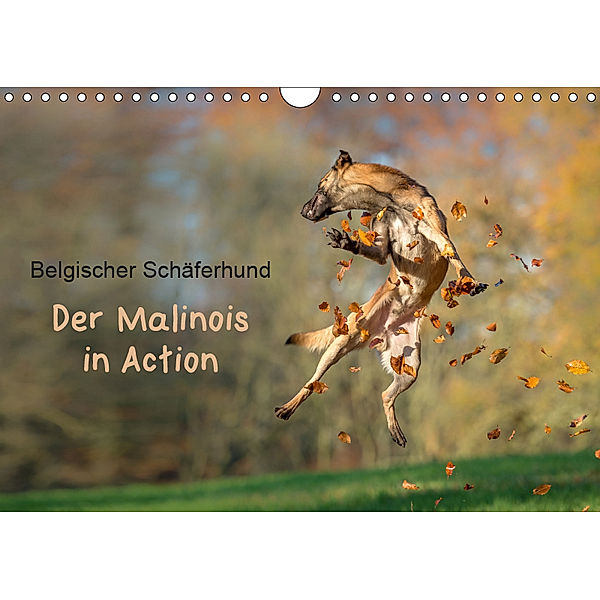 Belgischer Schäferhund - Der Malinois in Action (Wandkalender 2019 DIN A4 quer), Tanja Brandt