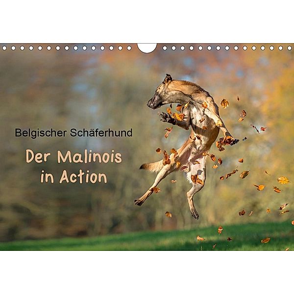 Belgischer Schäferhund - Der Malinois in Action (Wandkalender 2021 DIN A4 quer), Tanja Brandt