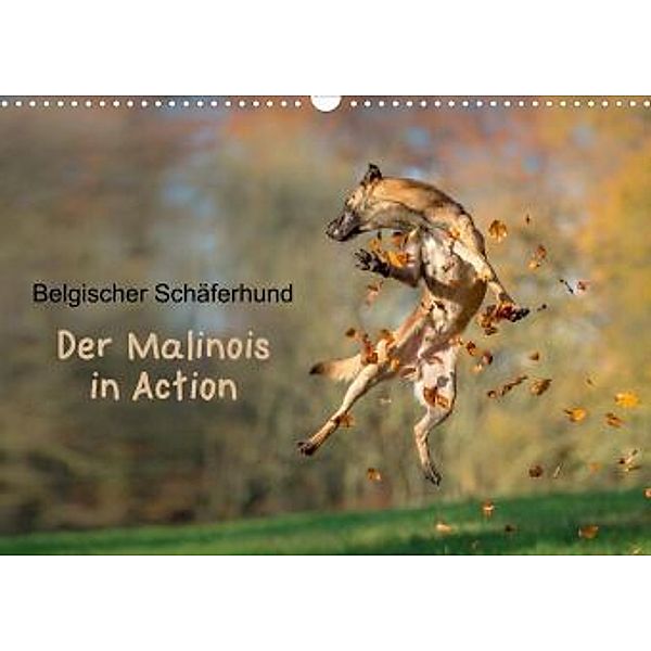 Belgischer Schäferhund - Der Malinois in Action (Wandkalender 2022 DIN A3 quer), Tanja Brandt