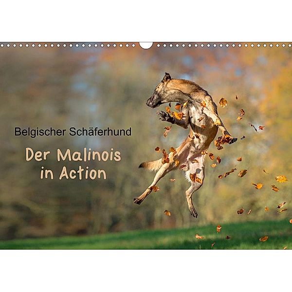 Belgischer Schäferhund - Der Malinois in Action (Wandkalender 2023 DIN A3 quer), Tanja Brandt