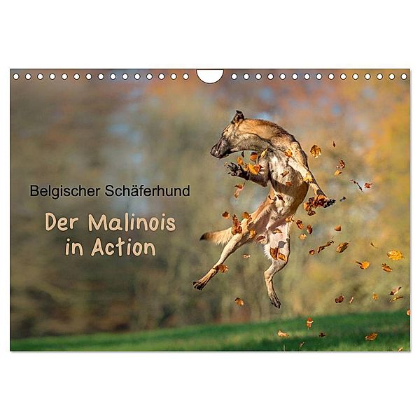 Belgischer Schäferhund - Der Malinois in Action (Wandkalender 2024 DIN A4 quer), CALVENDO Monatskalender, Tanja Brandt
