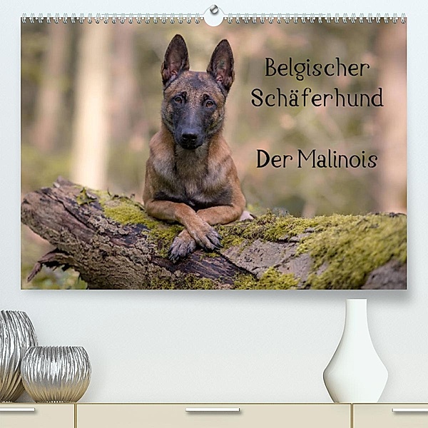 Belgischer Schäferhund - Der Malinois (Premium, hochwertiger DIN A2 Wandkalender 2023, Kunstdruck in Hochglanz), Tanja Brandt