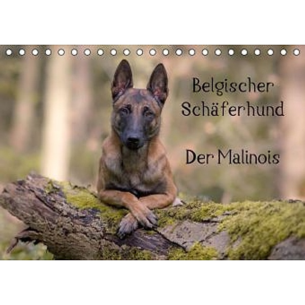 Belgischer Schäferhund - Der Malinois (Tischkalender 2016 DIN A5 quer), Tanja Brandt