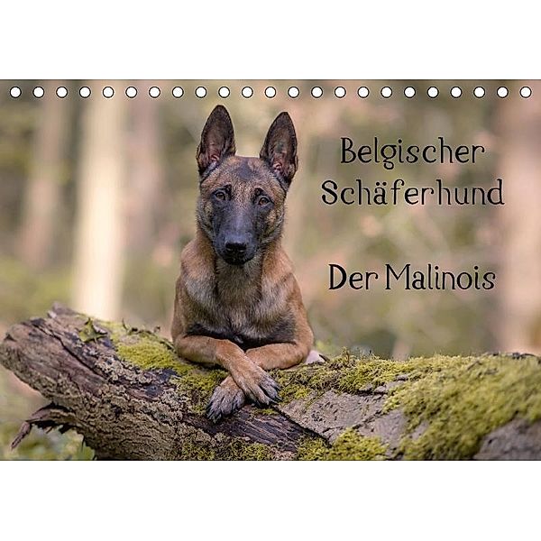 Belgischer Schäferhund - Der Malinois (Tischkalender 2017 DIN A5 quer), Tanja Brandt