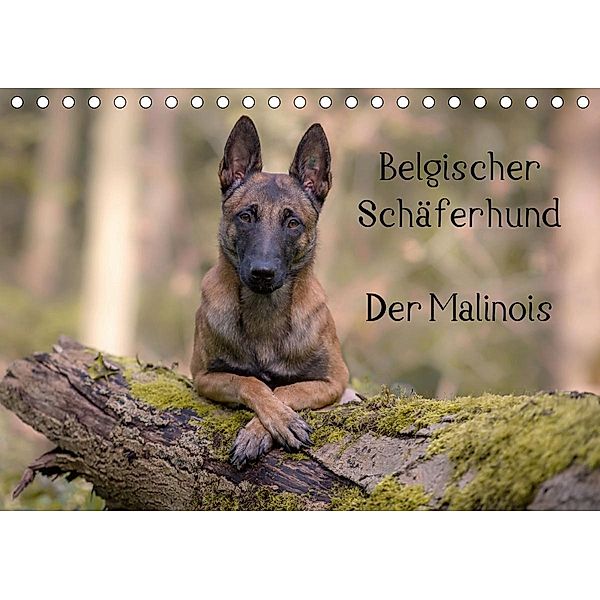 Belgischer Schäferhund - Der Malinois (Tischkalender 2021 DIN A5 quer), Tanja Brandt