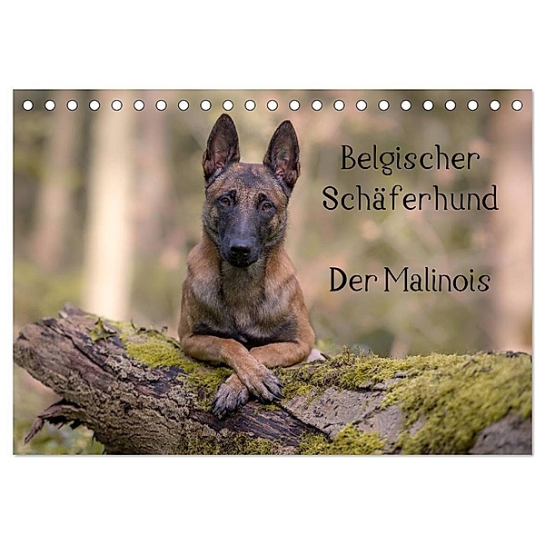 Belgischer Schäferhund - Der Malinois (Tischkalender 2024 DIN A5 quer), CALVENDO Monatskalender, Tanja Brandt