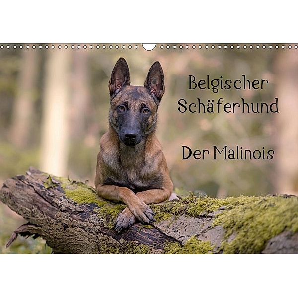 Belgischer Schäferhund - Der Malinois (Wandkalender 2021 DIN A3 quer), Tanja Brandt