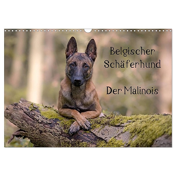 Belgischer Schäferhund - Der Malinois (Wandkalender 2024 DIN A3 quer), CALVENDO Monatskalender, Tanja Brandt