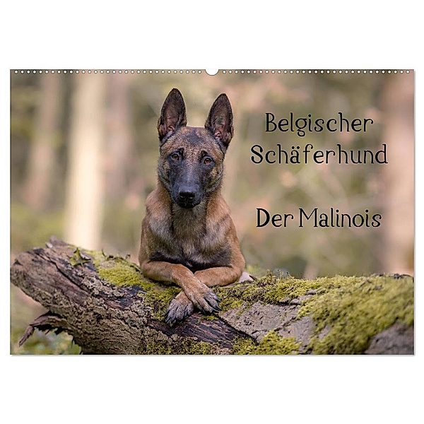Belgischer Schäferhund - Der Malinois (Wandkalender 2024 DIN A2 quer), CALVENDO Monatskalender, Tanja Brandt