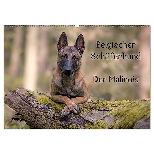 Belgischer Schäferhund - Der Malinois (Wandkalender 2025 DIN A2 quer), CALVENDO Monatskalender, Calvendo, Tanja Brandt