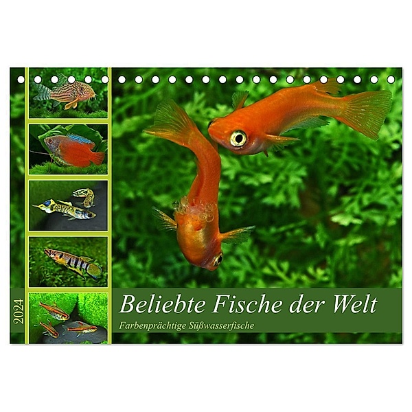Beliebte Fische der Welt (Tischkalender 2024 DIN A5 quer), CALVENDO Monatskalender, Rudolf Pohlmann