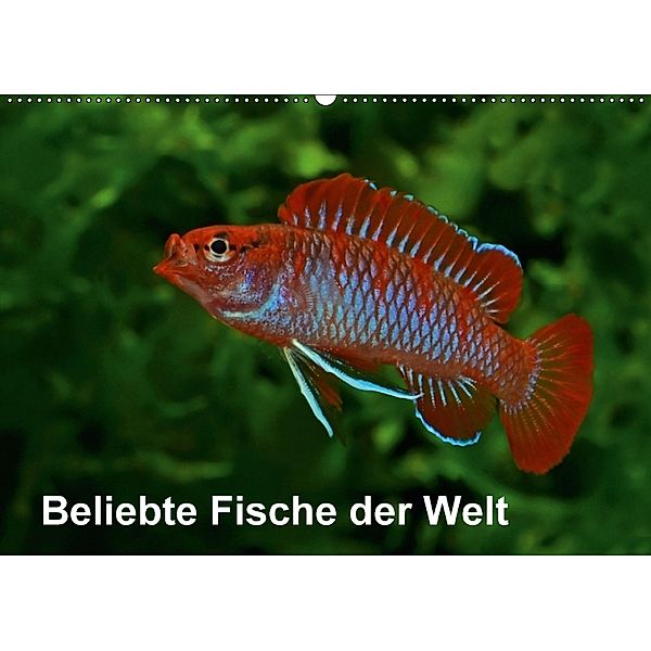 Beliebte Fische der Welt (Wandkalender 2018 DIN A2 quer), Rudolf Pohlmann