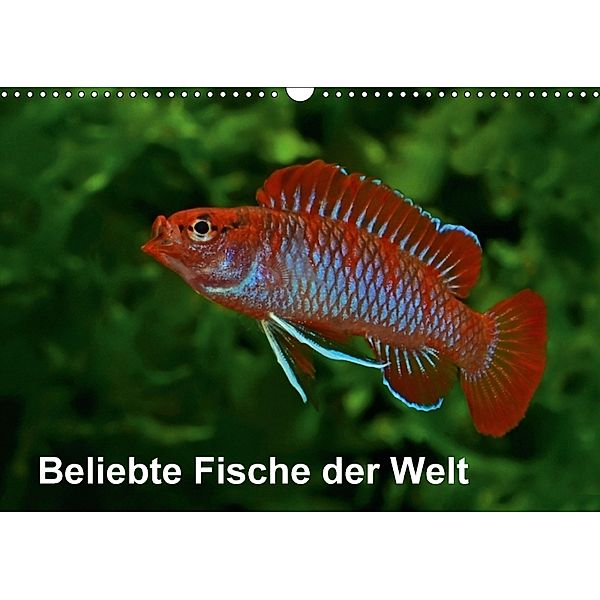 Beliebte Fische der Welt (Wandkalender 2018 DIN A3 quer), Rudolf Pohlmann