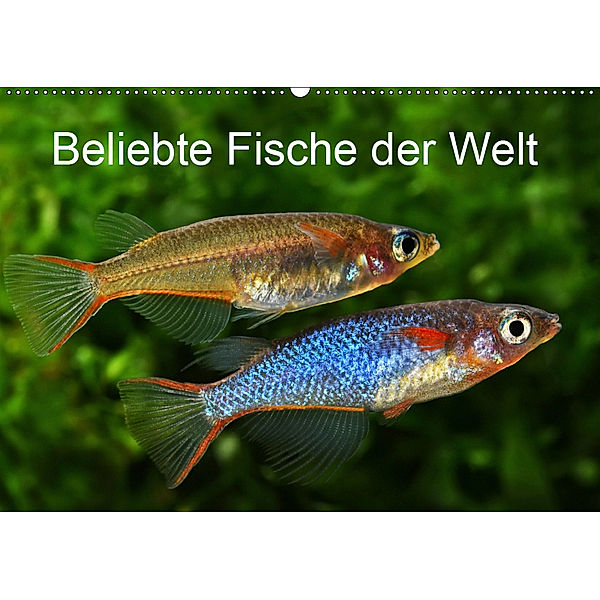Beliebte Fische der Welt (Wandkalender 2019 DIN A2 quer), Rudolf Pohlmann