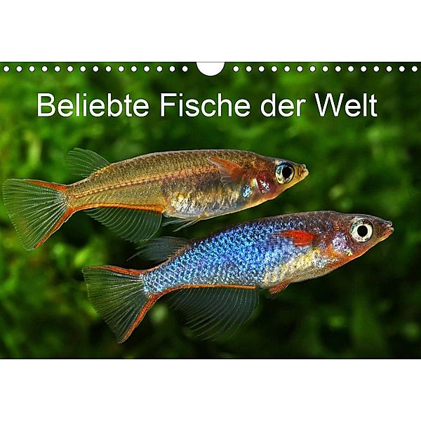Beliebte Fische der Welt (Wandkalender 2020 DIN A4 quer), Rudolf Pohlmann