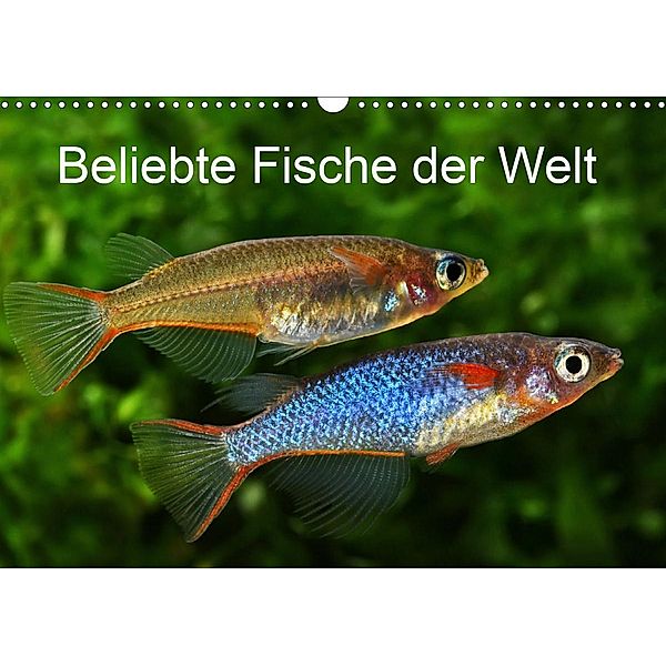 Beliebte Fische der Welt (Wandkalender 2021 DIN A3 quer), Rudolf Pohlmann