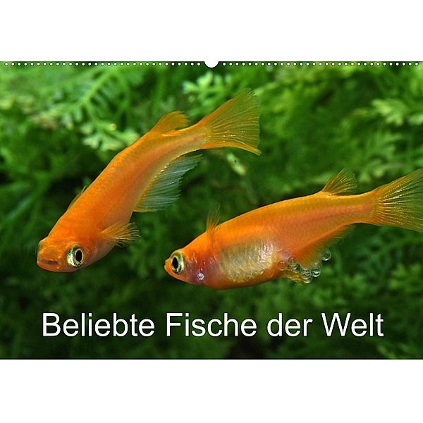 Beliebte Fische der Welt (Wandkalender 2023 DIN A2 quer), Rudolf Pohlmann