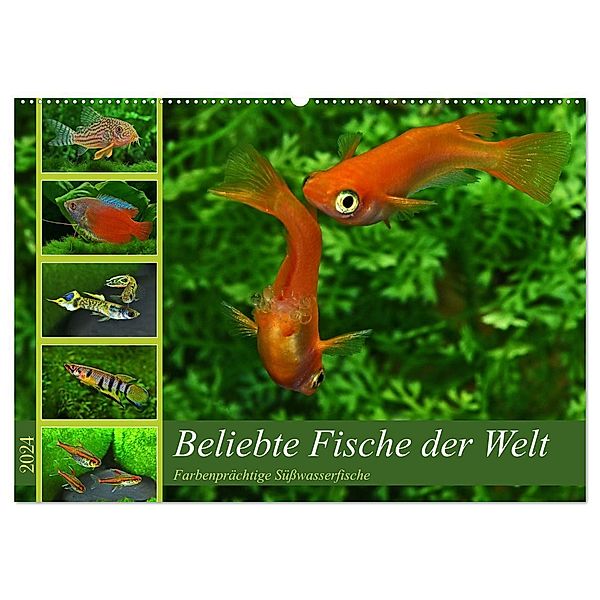 Beliebte Fische der Welt (Wandkalender 2024 DIN A2 quer), CALVENDO Monatskalender, Rudolf Pohlmann