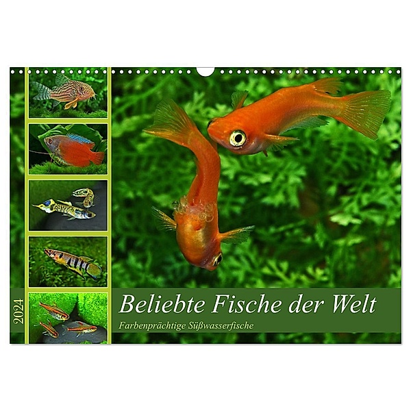 Beliebte Fische der Welt (Wandkalender 2024 DIN A3 quer), CALVENDO Monatskalender, Rudolf Pohlmann