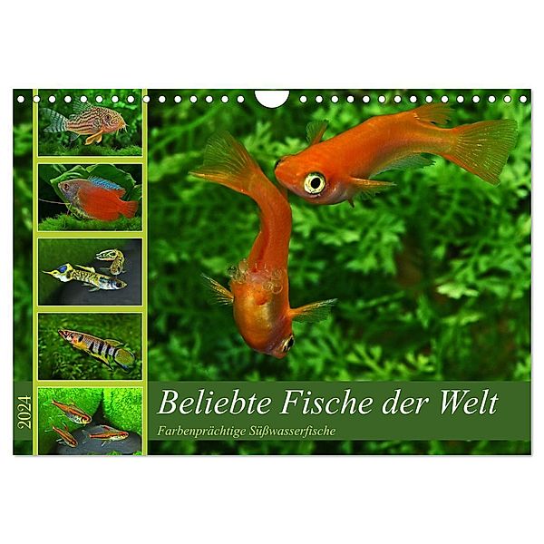 Beliebte Fische der Welt (Wandkalender 2024 DIN A4 quer), CALVENDO Monatskalender, Rudolf Pohlmann