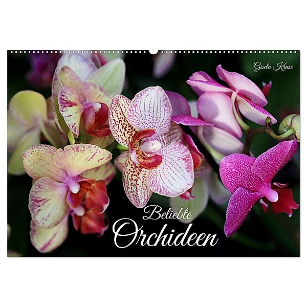 Beliebte Orchideen (Wandkalender 2025 DIN A2 quer), CALVENDO Monatskalender, Calvendo, Gisela Kruse