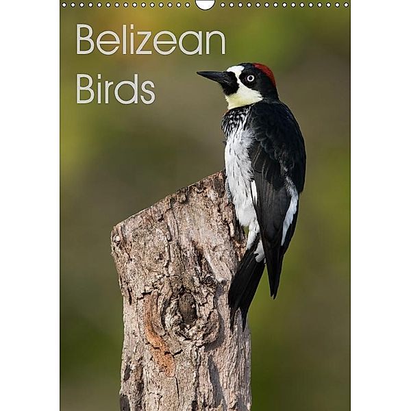 Belizean Birds (Wall Calendar 2017 DIN A3 Portrait), Ray Wilson