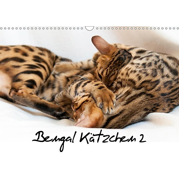 Bengal Kätzchen 2 (Wandkalender 2020 DIN A3 quer), Sylke Enderlein - Bethari Bengals