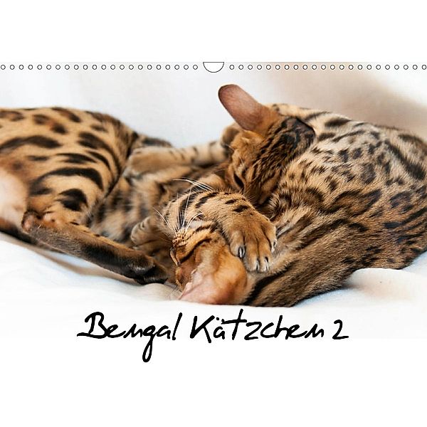 Bengal Kätzchen 2 (Wandkalender 2021 DIN A3 quer), Sylke Enderlein - Bethari Bengals