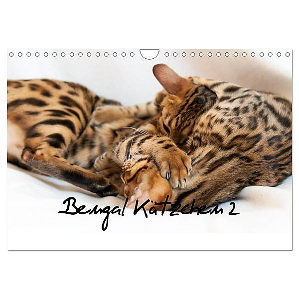 Bengal Kätzchen 2 (Wandkalender 2024 DIN A4 quer), CALVENDO Monatskalender, Sylke Enderlein - Bethari Bengals