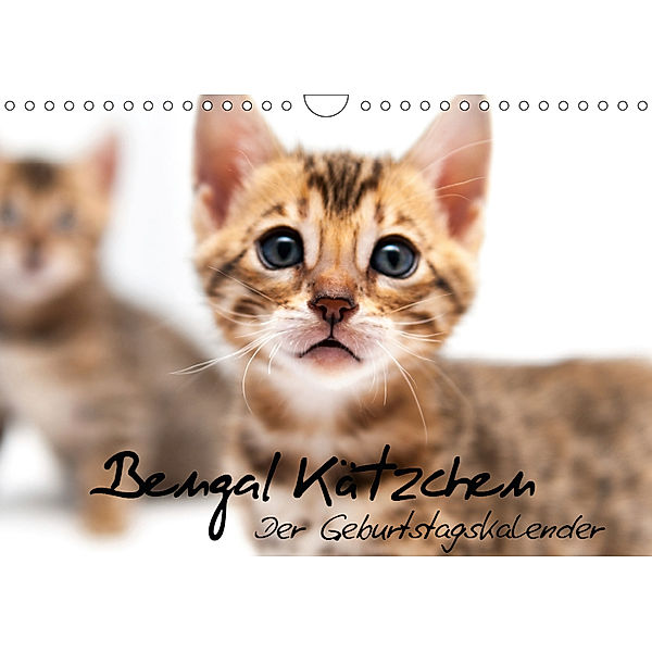 Bengal Kätzchen - Der Geburtstagskalender (Wandkalender 2019 DIN A4 quer), Sylke Enderlein - Bethari Bengals