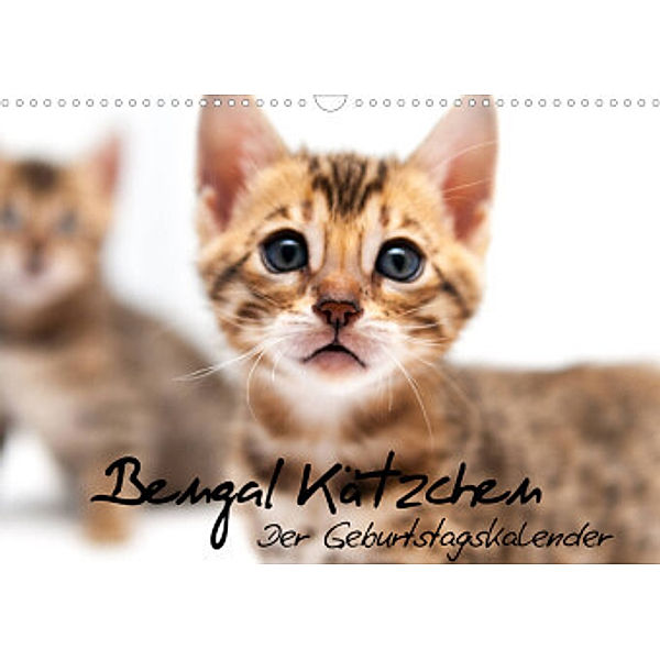 Bengal Kätzchen -  Der Geburtstagskalender (Wandkalender 2022 DIN A3 quer), Sylke Enderlein -  Bethari Bengals